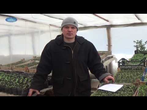 Видео: ВЫСОКОРОСЛЫЕ ТОМАТЫ В ОТКРЫТОМ ГРУНТЕ. ТАК ЛИ ЭТО СЛОЖНО?