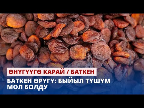 Видео: Баткен өрүгү: Быйыл түшүм мол болду