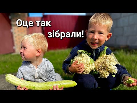 Видео: Збираємо врожай || Годуємо телятко || Толік-перукар || Тушене м'яско @САВАРЮТИКИ