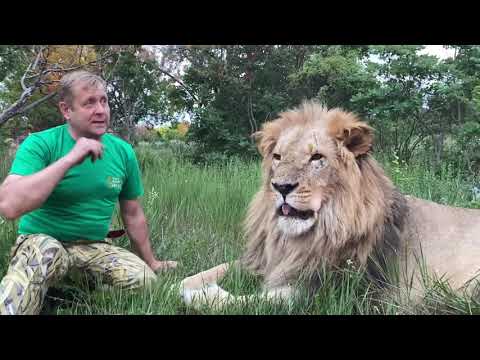 Видео: Лев Султан ВОШЕЛ В ПРАЙД ВОЖАКА ! Russian Lion man !