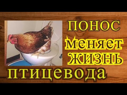 Видео: Жидкий помёт? Клетка или пол? Поддоны?