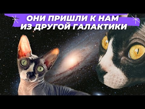 Видео: Канадский сфинкс: факты, уход, советы😻 Наш опыт жизни с этим милым созданием