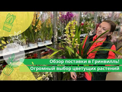 Видео: Обзор поставки в Гринвилль! Огромный выбор цветущих растений