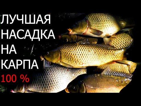 Видео: Как правильно насадить КУКУРУЗУ !Ловля огромных КАРПОВ на поплавочную удочку! ПОКЛЁВКИ НА КАМЕРУ!!!