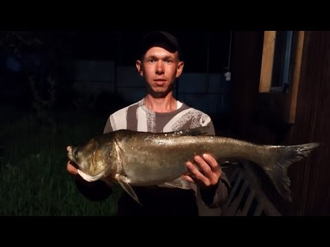 Видео: Рыбалка близ Алматы на Толстолоба.