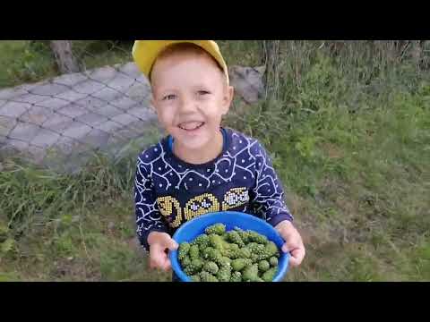 Видео: Варенье из сосновых ШИШЕК с лимоном ! Вкусный рецепт !