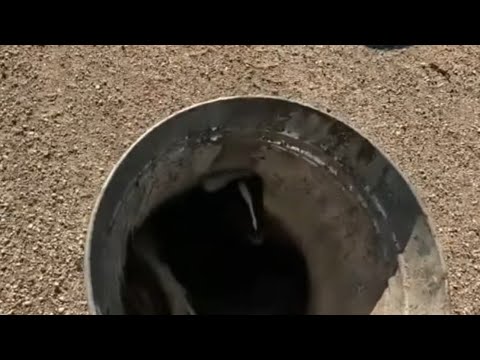 Видео: ЖИВОЙ СКУНС В БАГАЖНИКЕ