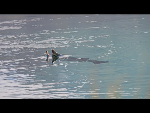 Видео: Весенние ручьи и сухие мухи (Новая Зеландия, эпизод 12)