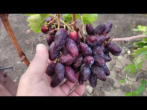 Видео: ГФ КРАСКИ ОСЕНИ !!! (Калугин В.М.) и остатки сезона 2025г.