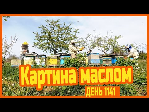 Видео: Набрали пчелопакеты и едем домой — вымотаны, но довольны — день 1141.