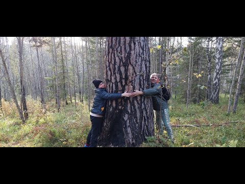 Видео: Прогулка по осеннему лесу