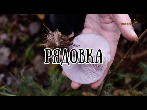 Видео: Рядовки // По грибы