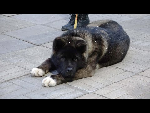 Видео: ДТ-119.  Американская акита – смешанные чувства