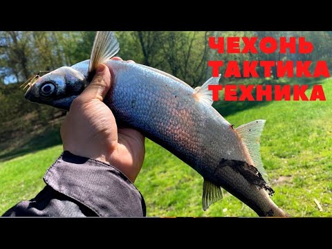 Видео: ЧЕХОНЬ ТАКТИКА И ТЕХНИКА ЛОВЛИ.Бамбарда,спиннинг,мушка.Припять,Беларусь!РЫБАЛКА
