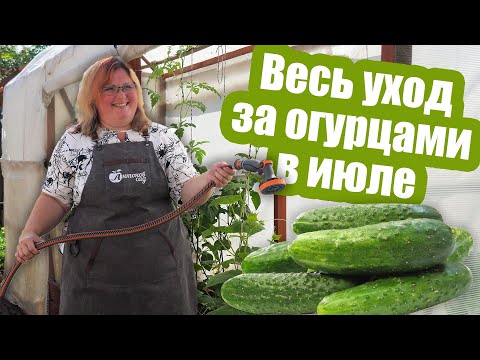 Видео: Как ухаживать за ОГУРЦАМИ В ИЮЛЕ. Полив, подкормки и борьба с болезнями