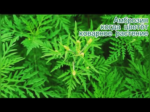 Видео: АМБРОЗИЯ! Какой вред может причинить сорняк с красивым названием?Когда цветёт коварное растение.