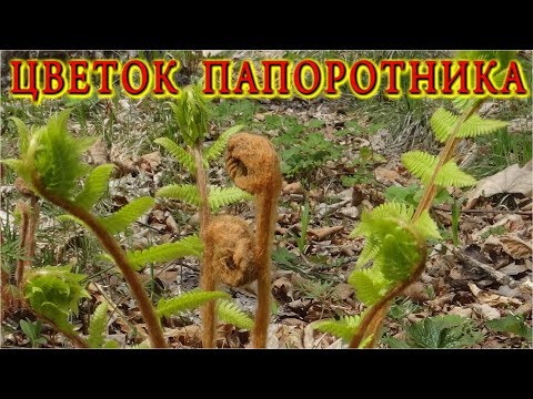 Видео: ЦВЕТОК ПАПОРОТНИКА