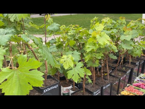 Видео: 21.04.2024 Пинск. Ярмарка саженцев винограда.