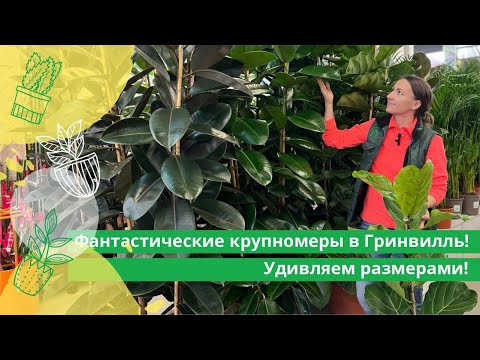 Видео: Фантастические крупномерны в Гринвилль! Удивляем размерами !