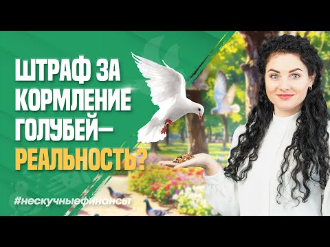 Видео: Что будет если покормить голубей у дома? Внимание, штрафы!