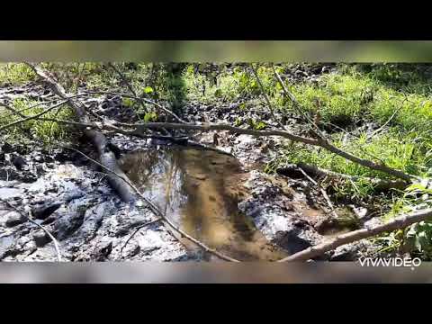 Видео: Содержание свиней методом выгула.Keeping pigs by walking method.