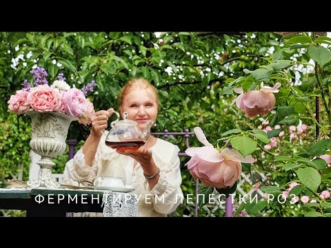 Видео: Чай для Богинь. Ферментируем лепестки роз