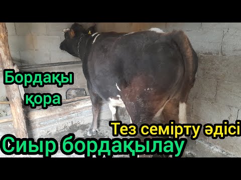 Видео: ЕҢ ПАЙДАЛЫ КӘСІП.СИЫР БОРДАҚЫЛАУ НӘТИЖЕСІ.ТЕЗ СЕМІРТУ ӘДІСІ