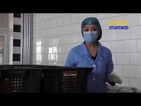 Видео: БРЕНД KG // Жети баатыр