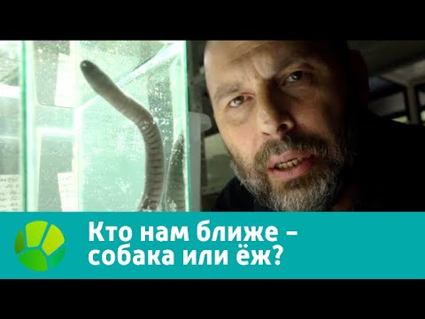 Видео: Природоведение. Кто нам ближе - собака или ёж? | Живая Планета
