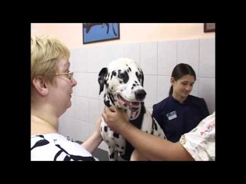 Видео: Диабетическая катаракта у собаки