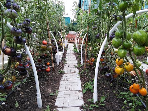 Видео: Экзотические сорта томатов в открытом грунте.