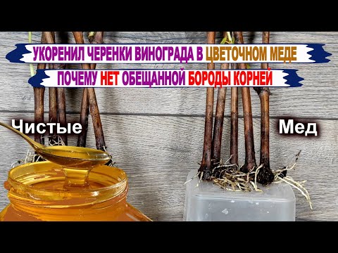 Видео: 🍇 Почему в МЁДЕ так ПЛОХО УКОРЕНЯЮТСЯ черенки винограда? Где обещанная БОРОДА КОРНЕЙ. Меня обманули?