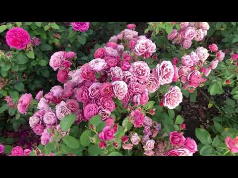 Видео: ТАКОГО ВЫ ЕЩЁ НЕ ВИДЕЛИ!! Прогулка по питомнику,часть II