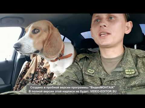 Видео: Открытие охоты 2022. Охота по чернотропу с эстонской гончей.