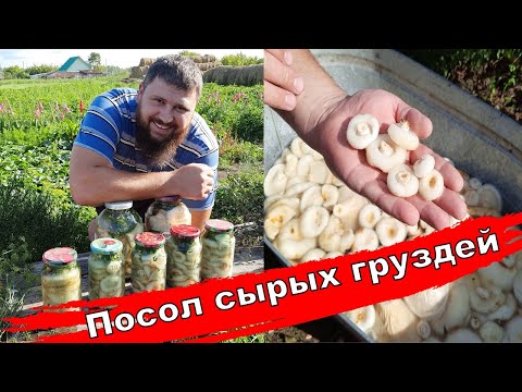 Видео: Солю сырые грузди / Вкусный рецепт засолки груздей / #грузди