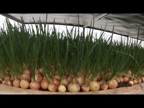 Видео: Зелёный лук за 17 дней