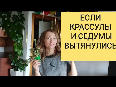 Видео: Вытянулся суккулент - что делать