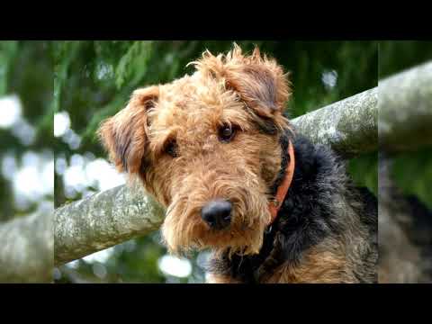 Видео: Эрдельтерьер. Плюсы и минусы, Цена, Как выбрать, Факты, Уход, История
