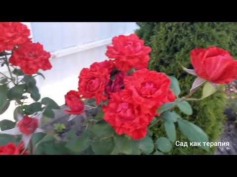 Видео: Красная  роза сорта " Ред Интуишн ", " Red Intuition " rose.