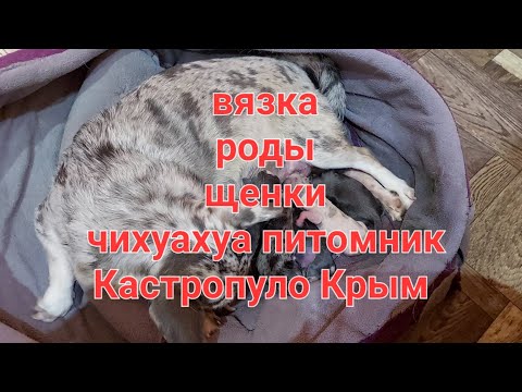 Видео: Гермиона, Юлиана, Купидон вязка роды щенки питомник #чихуахуа #Кастропуло #Chihuahua
