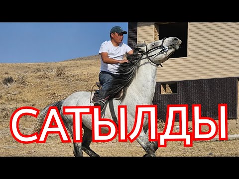 Видео: ШОК БАА КӨК АТ ТААМАЙ АТ