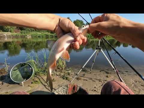 Видео: РЫБАЛКА В БЕЛАРУСИ! НА ЧТО ЛУЧШЕ ВСЕГО КЛЮЁТ В ЛЕТНЕЮ ЖАРУ НА РЕКЕ ПРИПЯТЬ