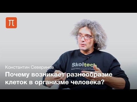 Видео: Транскрипция гена - Константин Северинов