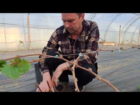 Видео: Прививка винограда черным в зеленое 07.05.2025года.