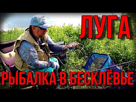 Видео: Фидерная рыбалка на реке Луга