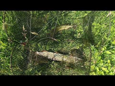 Видео: Вот это УЛОВ! Рыбалка на верши!