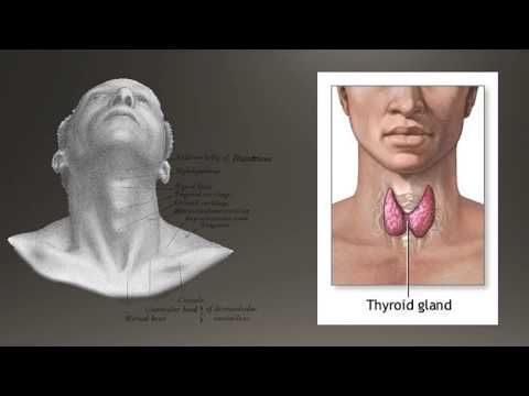 Видео: Основы УЗИ щитовидной железы