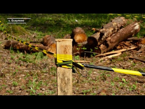 Видео: ПОД КРАСНОЯРСКОМ ВЫПИЛИВАЮТ ЕСАУЛЬСКИЙ БОР