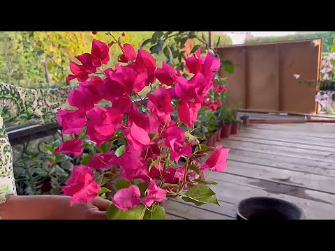 Видео: Как пересадить Бугенвиллею с земли на горшок | Бугенвиллеяни ердан тувакка кучириш 