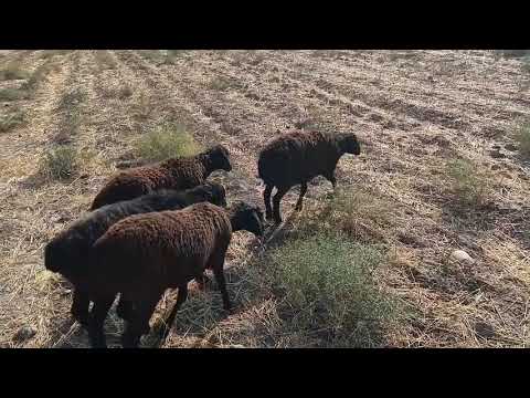 Видео: 8 ноября 2025 г.